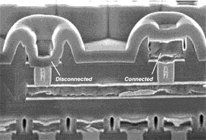 Фотография ячейки, сделанная с помощью электронного микроскопа